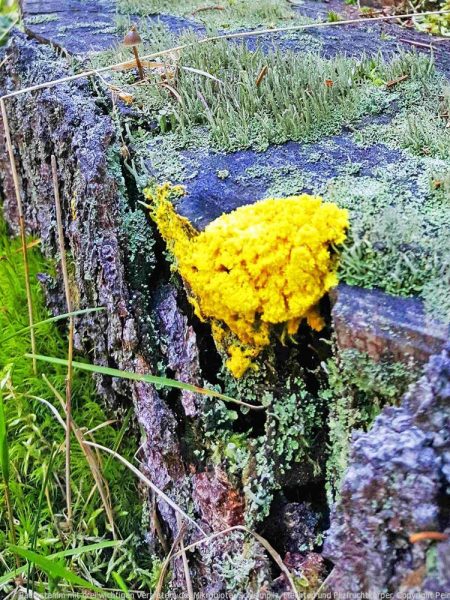 Baumstamm mit drei wichtigen Vertretern der Mikrobiota, Schleimpilz, Flechten und Pilzfruchtkörper I mikrobalpina