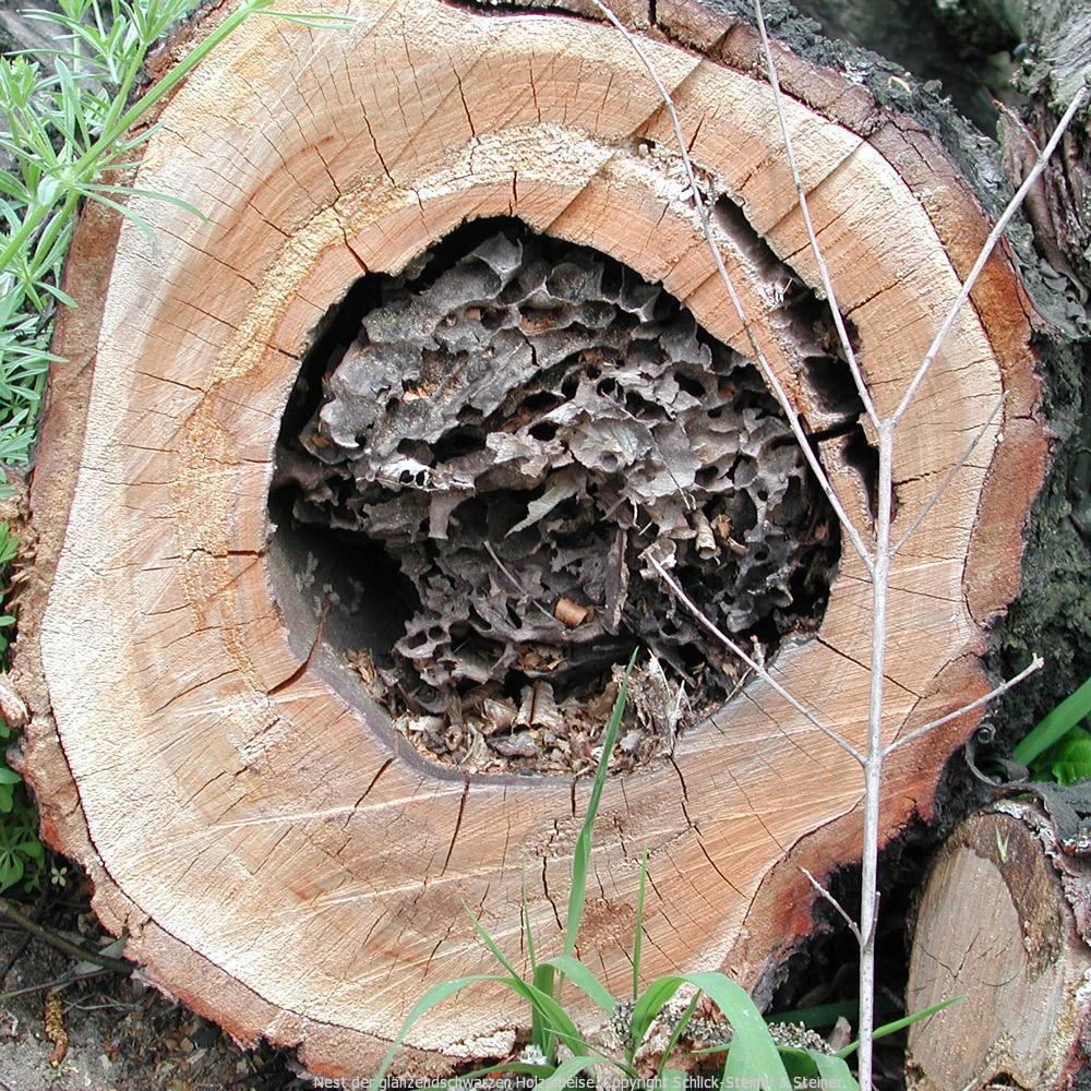 Nest der glänzendschwarzen Holzameise I Mikrobalpina