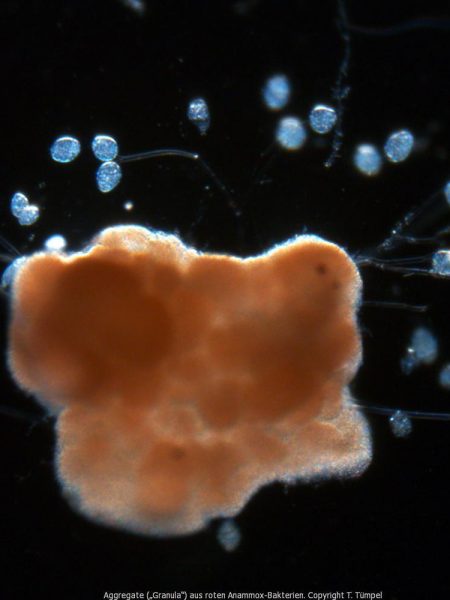 Die Aufnahmen zeigen einige Zehntel mm große Aggregate („Granula“) aus roten Anammox-Bakterien. Auf vielen sitzen an einem langen dünnen Stiel farblose, eiförmige Glockentierchen.