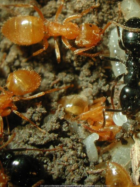 Die glänzendschwarze Holzameise I mikrobalpina