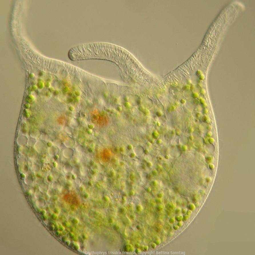 Teuthophrys trisulca trisulca lebt in Symbiose mit Algensymbionten. Dieses bis zu 0,3 mm große Wimpertierchen fängt mit seinen drei Armen kleine Mehrzeller (z.B. Rädertierchen), die es dann verschlingt und verdaut. Teuthophrys trisulca trisulca findet man im Plankton von Seen. (Link: http://www.ciliates.at/blog/), Copyright Bettina Sonntag
