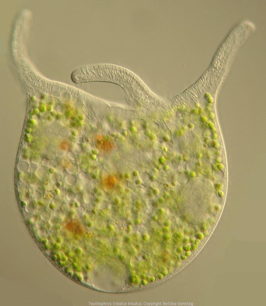 Teuthophrys trisulca trisulca lebt in Symbiose mit Algensymbionten. Dieses bis zu 0,3 mm große Wimpertierchen fängt mit seinen drei Armen kleine Mehrzeller (z.B. Rädertierchen), die es dann verschlingt und verdaut. Teuthophrys trisulca trisulca findet man im Plankton von Seen. (Link: http://www.ciliates.at/blog/), Copyright Bettina Sonntag